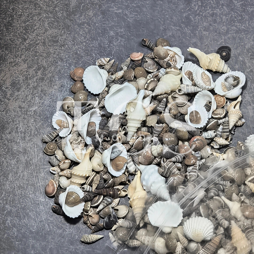 Shells 1kg