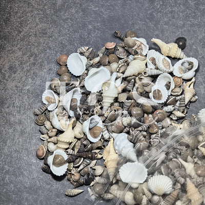 Shells 1kg