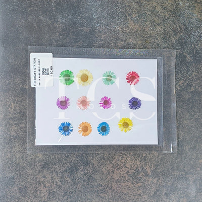 Aster pressed flower
