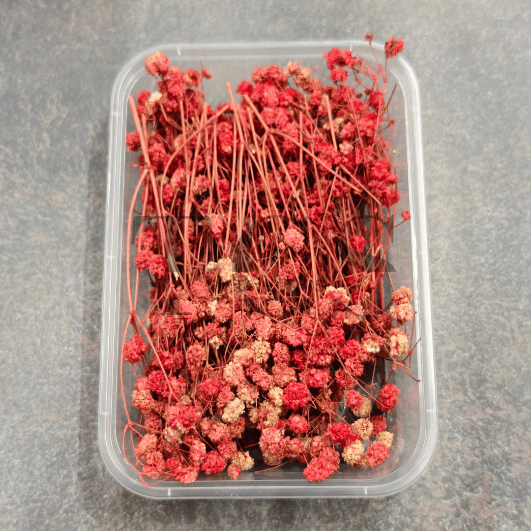 Baby Breath (red)