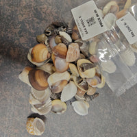 Shell for Resin Art | Premium Epoxy Resin Supplier India