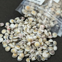 Shell for Resin Art | Premium Epoxy Resin Supplier India