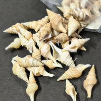 Shell for Resin Art | Premium Epoxy Resin Supplier India