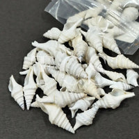 Shell for Resin Art | Premium Epoxy Resin Supplier India